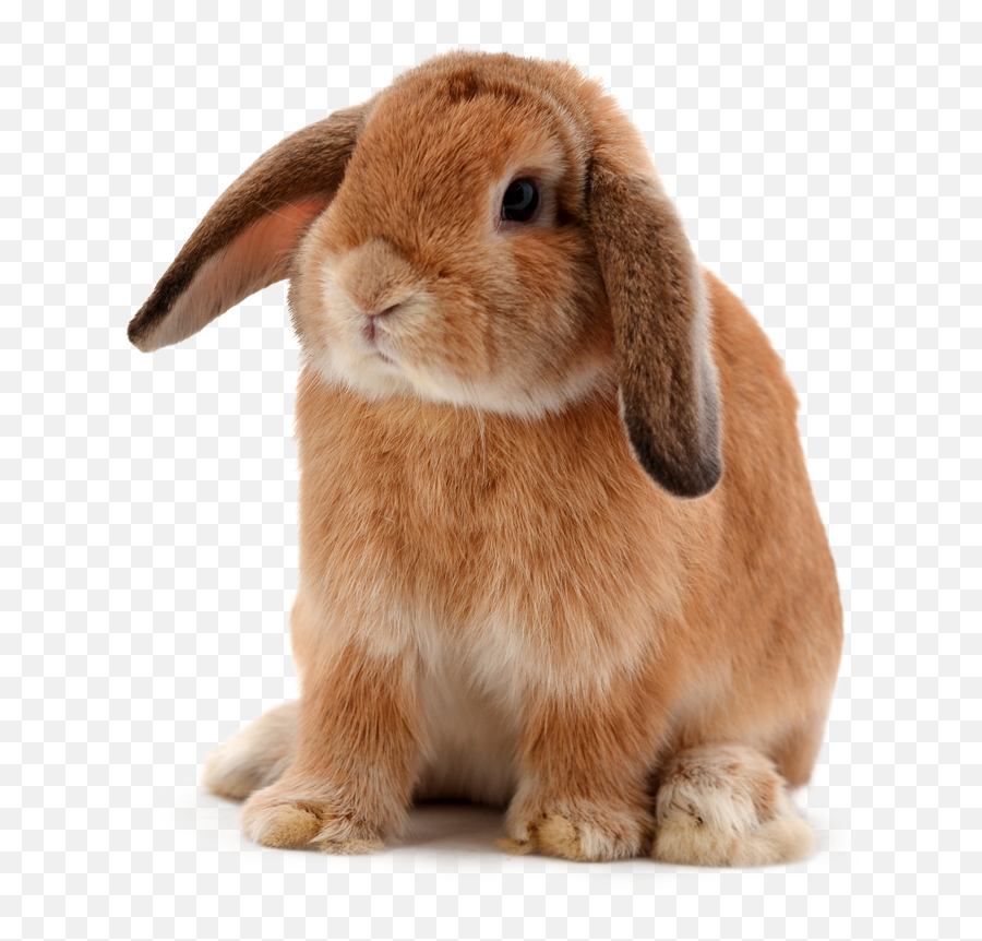 Animal Hospital Near 78628 - Contact Animal Hospital Of Transparent Bunny Clear Background Png,Bunny Transparent Background