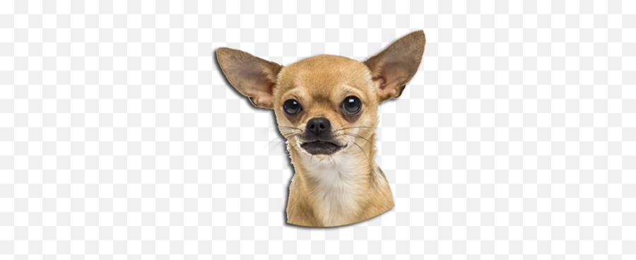 Chihuahua - Dog With Diamond Collar Png,Chihuahua Png