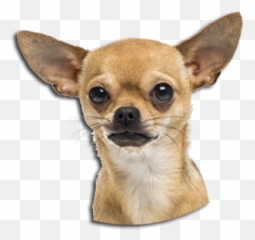 Chihuahua - Dog With Diamond Collar Png,Chihuahua Png