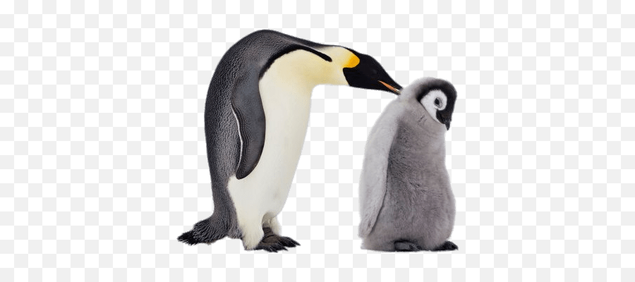 Mum And Baby Penguin Transparent Png - Baby Penguin Png,Penguins Png