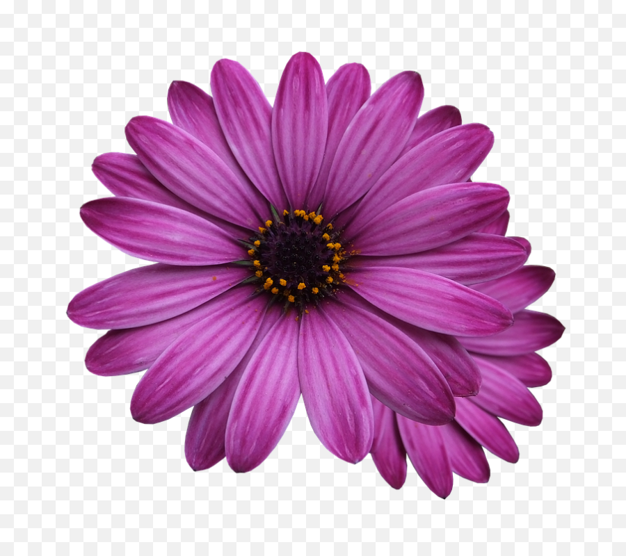 Flower Marigolds Purple - Free Measure And Quote Png,Purple Flowers Png