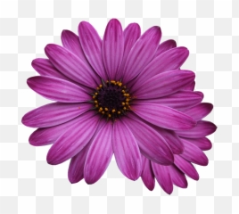 Flower Marigolds Purple - Free Measure And Quote Png,Purple Flowers Png