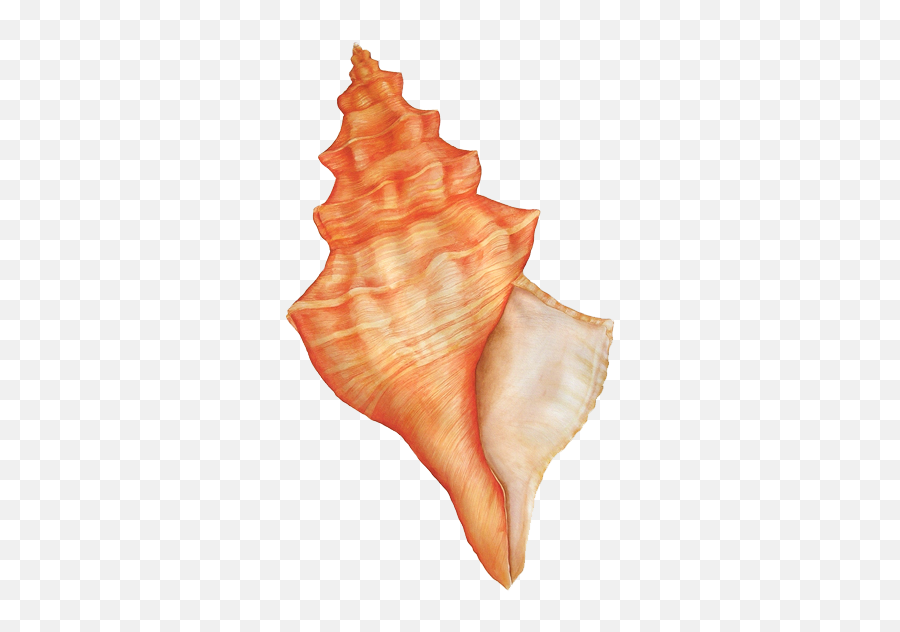 Download Hd Sea Shells Watercolor Png Transparent Image - Concha Do Mar Png,Sea Shells Png
