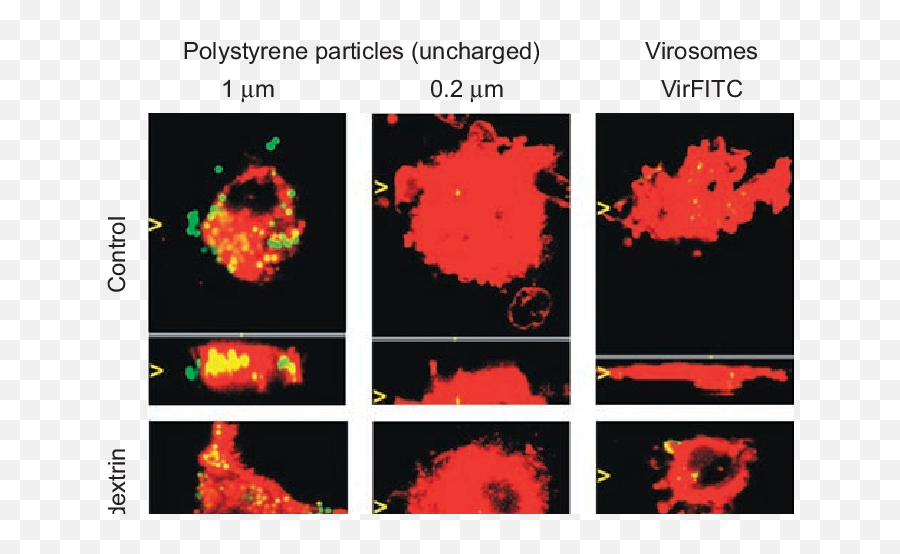 Fluorescent Polystyrene Particles - Vertical Png,Red Particles Png