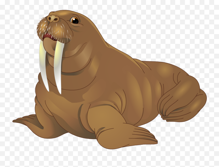 Walrus Png - Walrus Clip Art,Sea Lion Png