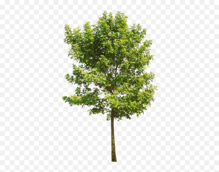 Tree Png And Vectors For Free Download - Dlpngcom Transparent Background Aspen Tree Png,Aspen Tree Png