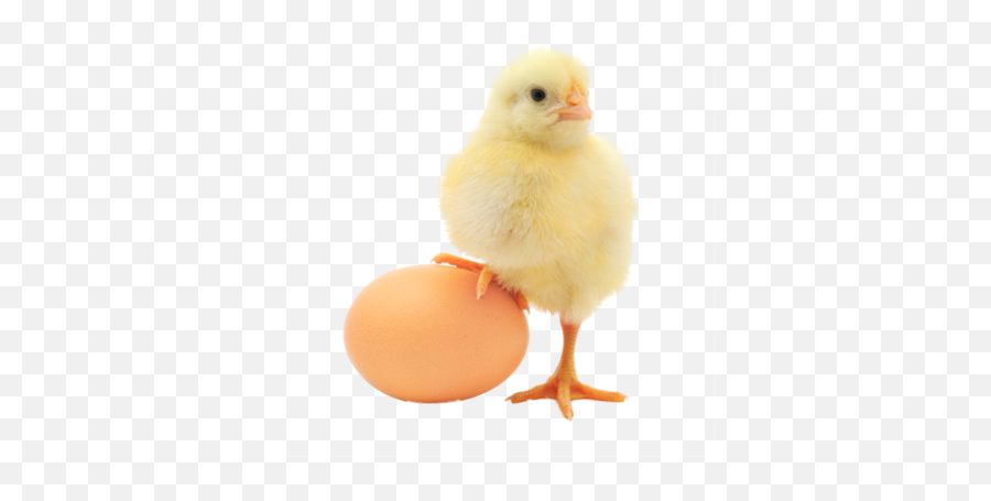 Download Baby Chicken Png Transparent Image For Designing - Chicken And Egg,Chicken Png