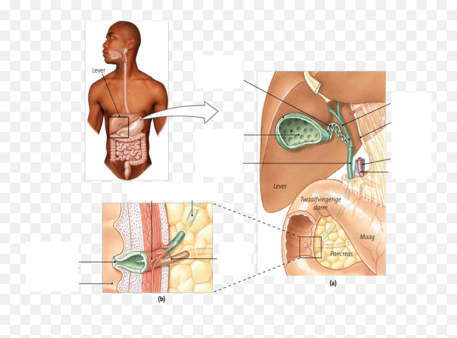 Pancreas Lever Gal Diagram Quizlet - Bile Ducts And The Parts Of The Gallbladder Png,Pancreas Icon