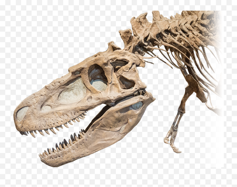 Download No Alt Exists For This Image - Dinosaur Bones Png Dinosaur Bones Transparent Background,Bones Png