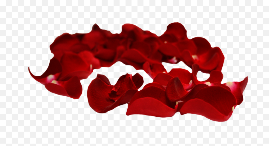 Svg Petal Clip Art Transprent Png Free Download - Red Rose Transparent Background Rose Petals Png,Red Rose Transparent