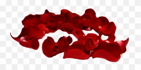 Svg Petal Clip Art Transprent Png Free Download - Red Rose Transparent Background Petals