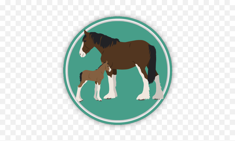 Horse Saddles U0026 Parts Guide Free Saddle Learning Games Png Horses Icon