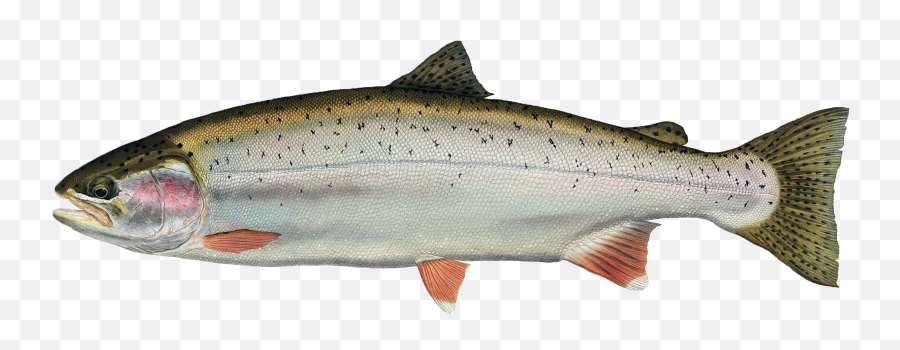 Salmon Fish Transparent Png Clipart - Fish Transparent Background High Resolution,Transparent Fish