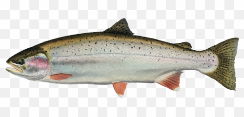 Salmon Fish Transparent Png Clipart - Background High Resolution