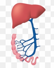 Our Portal Vein Gateway To The Liver - Gesundheit Nutrition Nutrition Portal Vein Png,Vein Png