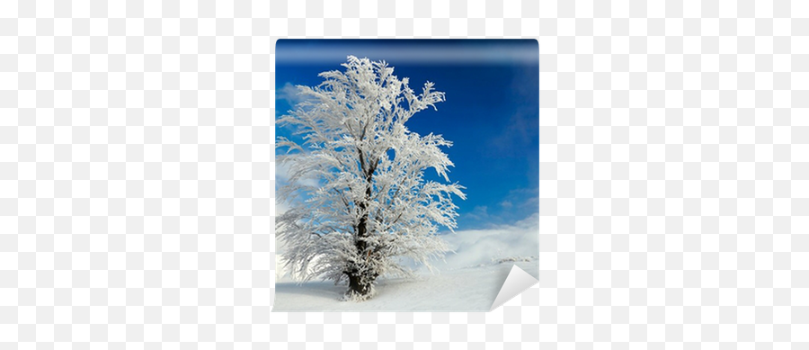 Winter Tree Wall Mural U2022 Pixers - We Live To Change Snow Png,Winter Tree Png