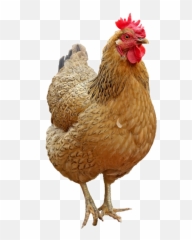 Chicken Png Transparent Image - Freepngimagecom Png Hen Background
