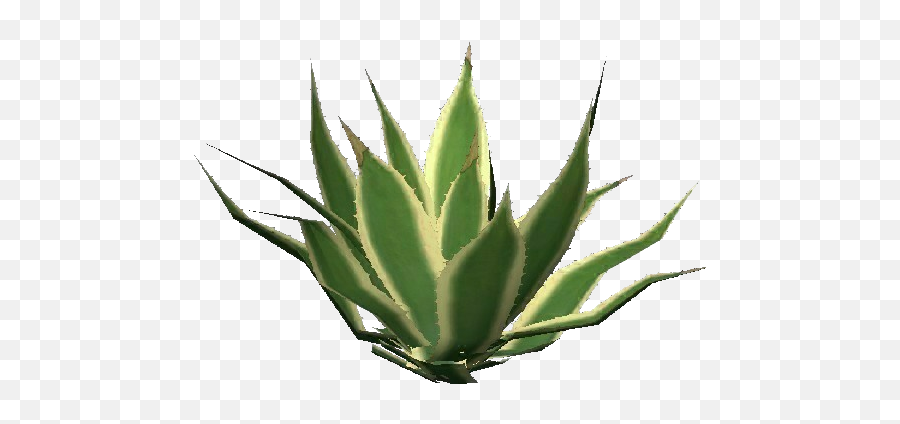 3d Flowers - Succulent Plant Png,Agave Png