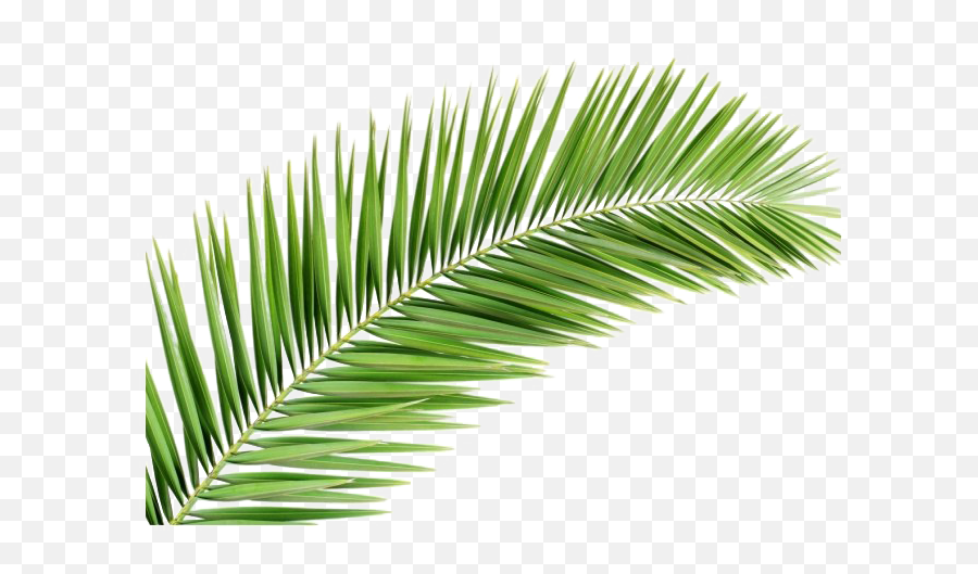 Png Image Background - Transparent Background Palm Leaves Png,Palms Png