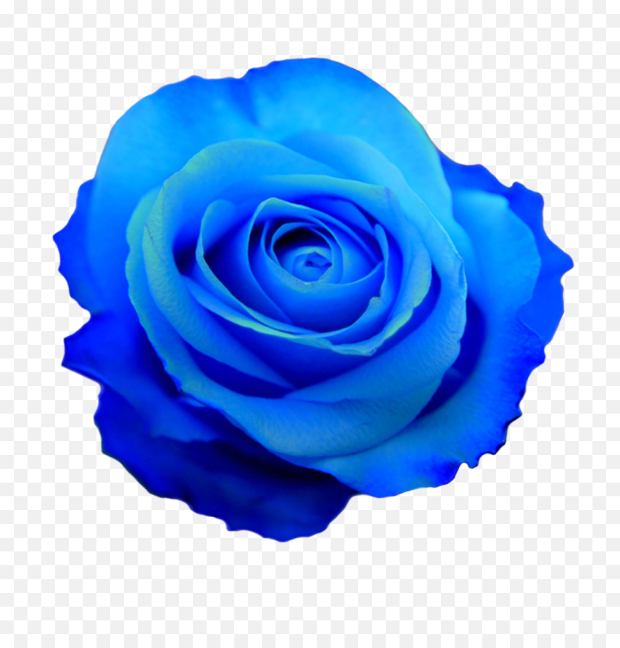 Png Hd Transparent Blue Flower Crown - Blue Flower No Background,Flower Crown Transparent