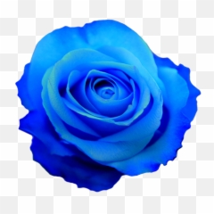 Png Hd Transparent Blue Flower Crown - No Background