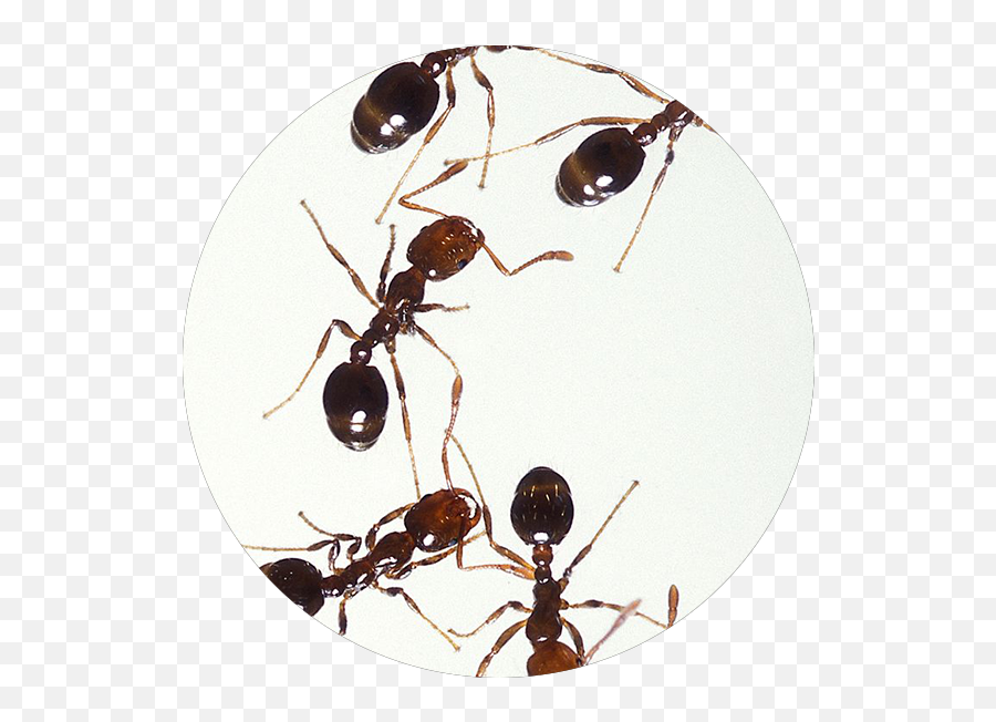 What Pest Is This Boot - Ants Png,Ants Png
