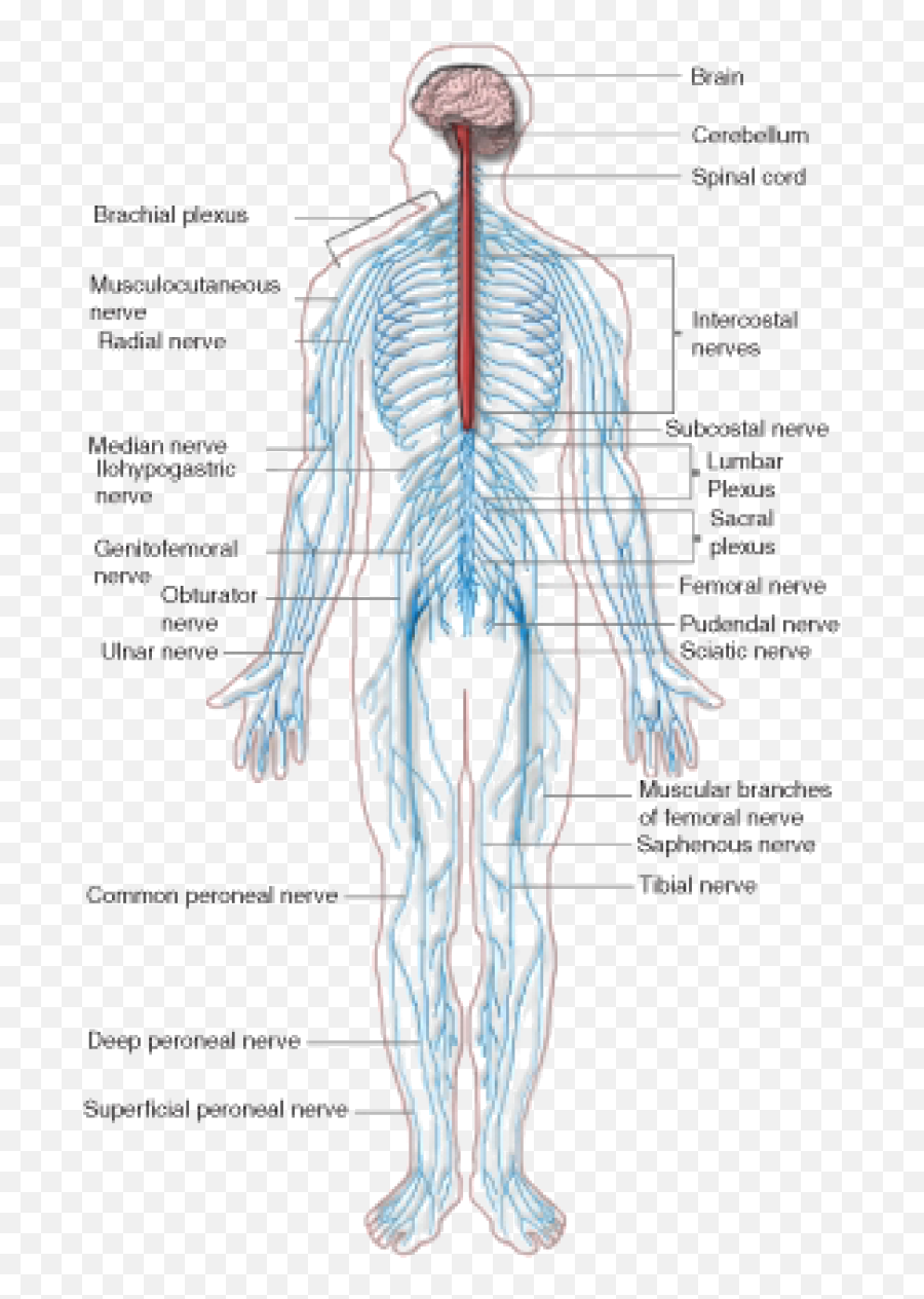 The Nervous System Opencurriculum - Nervous System Diagram Png,Nervous System Png