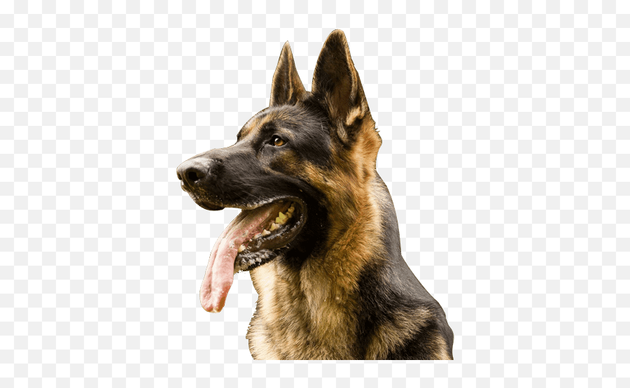 German Shepherd Puppies - German Shepherd Dog Png,German Shepherd Png