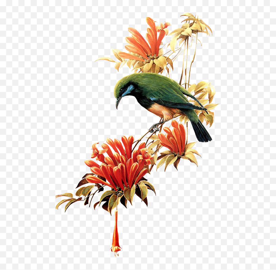 Tubes Oiseaux Beautiful Bird - Little Birds Flying Png Birds On The Branches,Birds Flying Png
