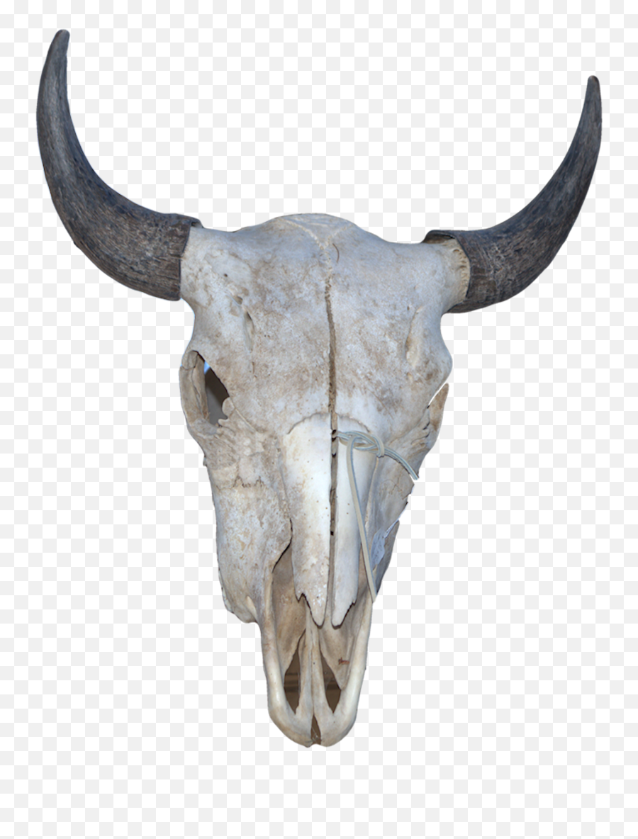 Bull Skull Png - Front Back Horn 44707 Vippng Horn,Bull Horns Png