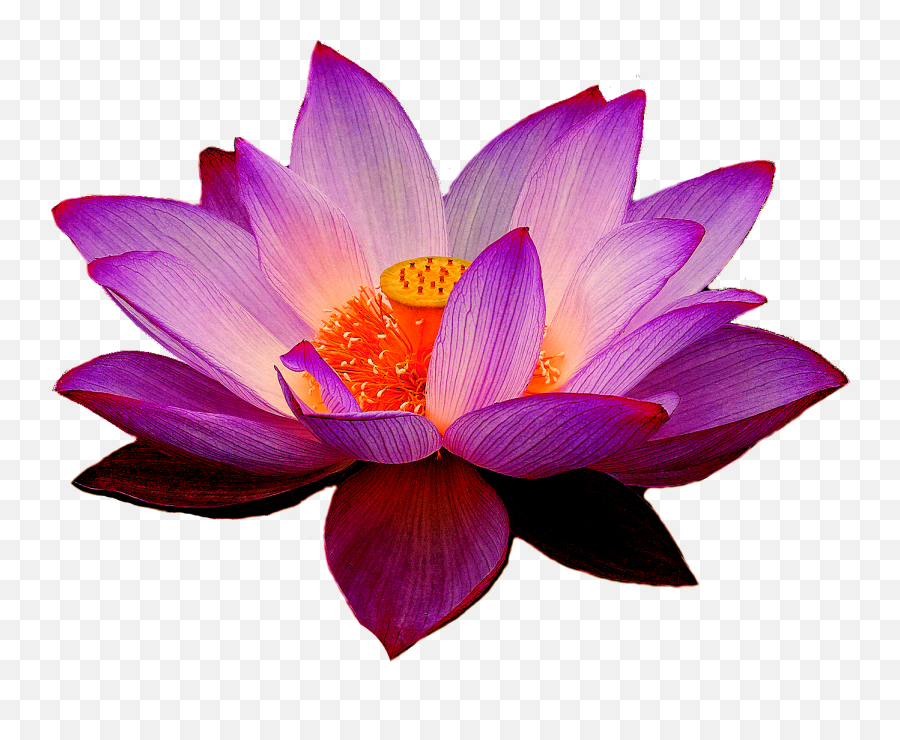 Download Nelumbo Nucifera Lotus Yoga Fit Flower Clip Art - Lotus Png Transparent,Flower Clip Art Png