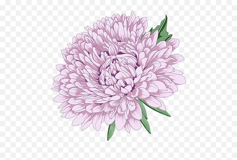 Download Chrysanthemum Clipart Vector - Peony Chrysanthemum Transparent Background Chrysanthemum Clipart Png,Chrysanthemum Png