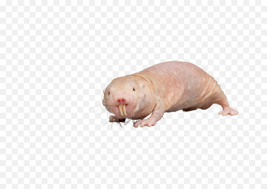 Naked Mole Rat Png - Naked Mole Rat Transparent,Rat Transparent