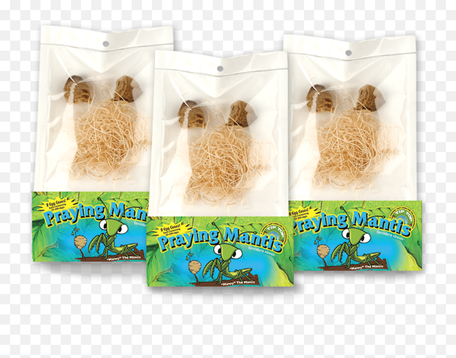 Live Praying Mantis Egg Cases - Garden Protector California Mantis Eggs Png,Praying Mantis Png