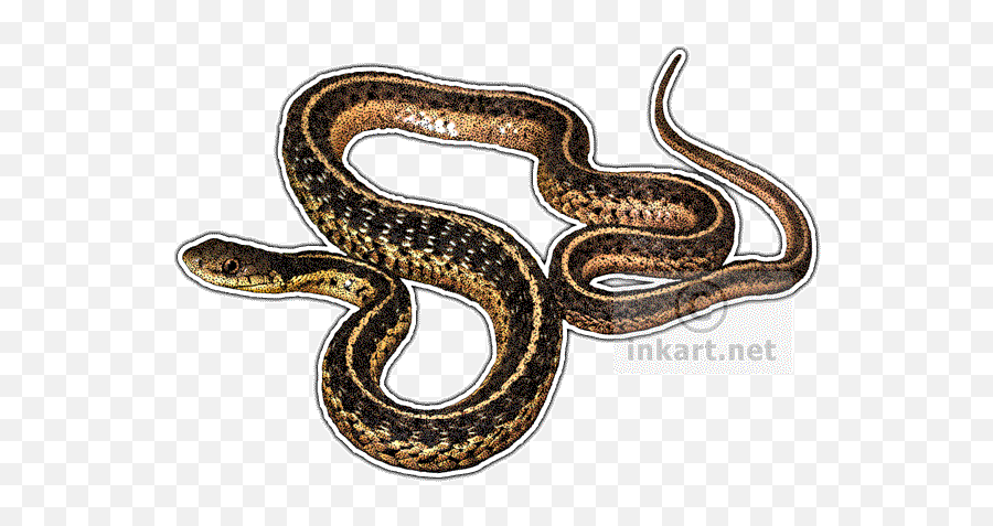 Eastern Garter Snake Decal - Eastern Garter Snake Illustration Png,Snake Transparent