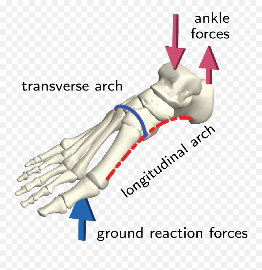 Mathematician Identifies New Tricks For The Old Arch In Our Foot - Transverse Arch Of Foot Png,Flat Hand Png
