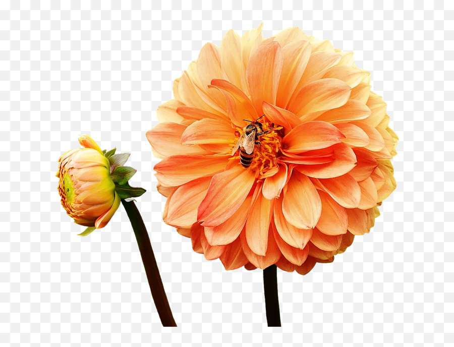 Dahlia Flower - Yellow Orange Flowers Png Png Download Yellow Dahlia Flower Png,Orange Flower Png