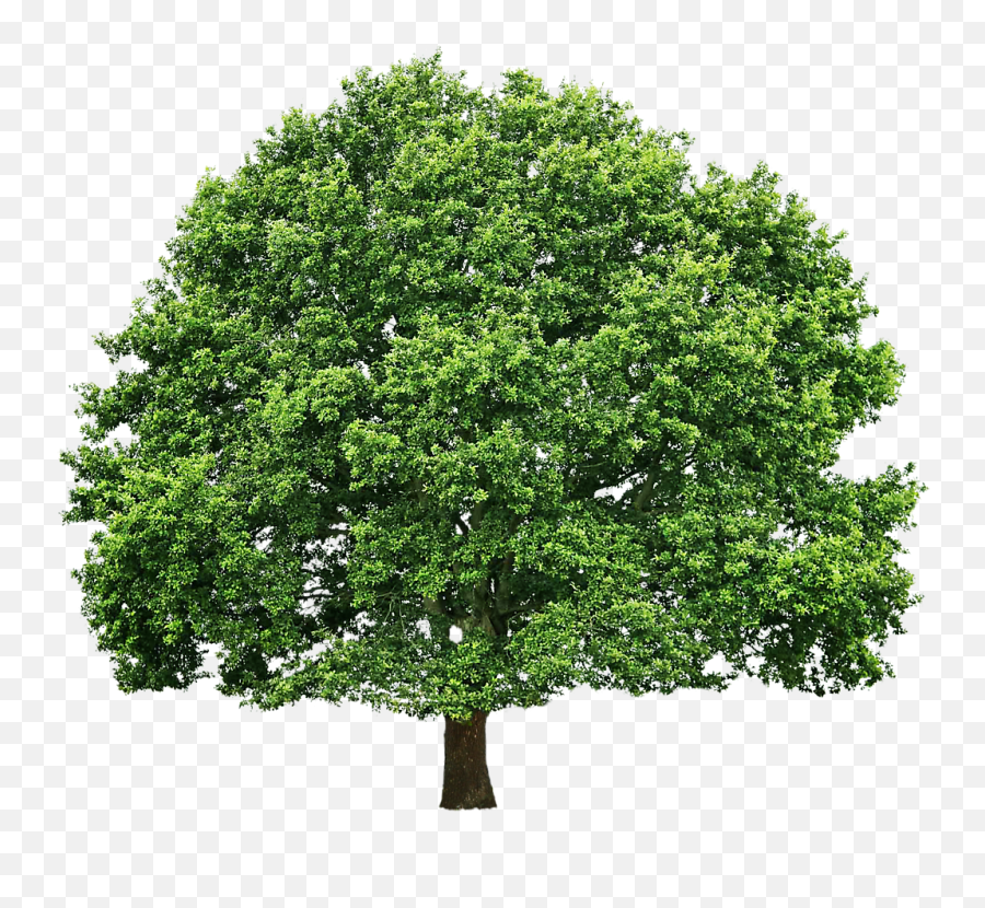 Green Oak Tree Png - Oak Tree Png,Oak Tree Png