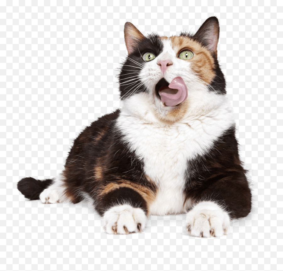Cat Insurance Plans From Pumpkin - Cat Yawns Png,Cat Transparent