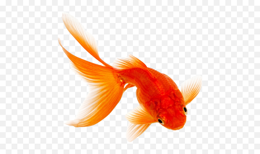 Png Transparent Background Image - Transparent Background Orange Fish Png,Goldfish Transparent