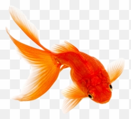 Png Transparent Background Image - Orange Fish