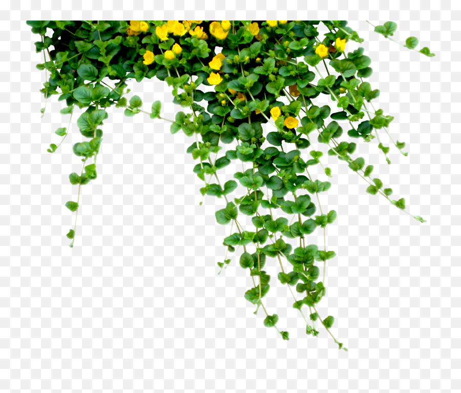 Plant Tree Nature Hanging Creeper - Plants And Flowers Png,Creepers Png