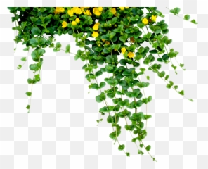 Plant Tree Nature Hanging Creeper - Plants And Flowers Png,Creepers Png