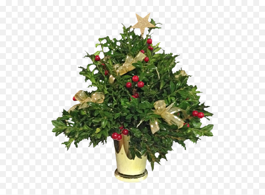 Boxwood Christmas Tree - Christmas Tree Png,Boxwood Png