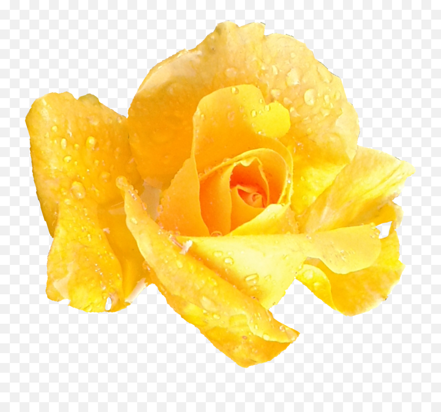 6 Yellow Rose Transparent - Garden Roses Png,Yellow Roses Png