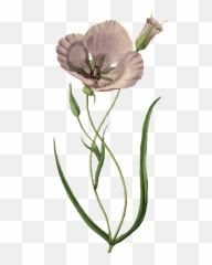 Mauve Poppy Transparent Png - Poster Bloem,Poppies Png