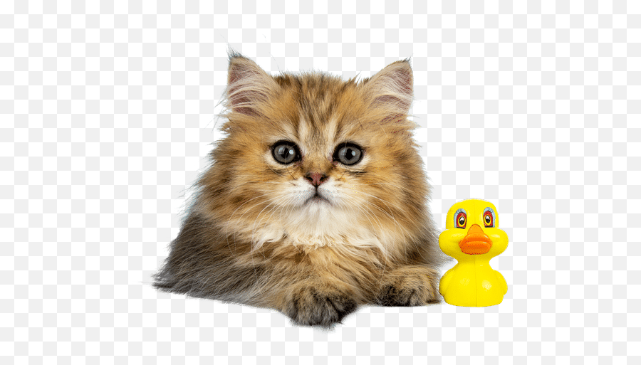 Cute Cat - Domestic Cat Png,Kitten Transparent Background