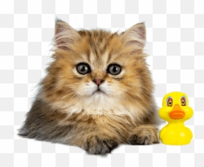 Cute Cat - Domestic png
