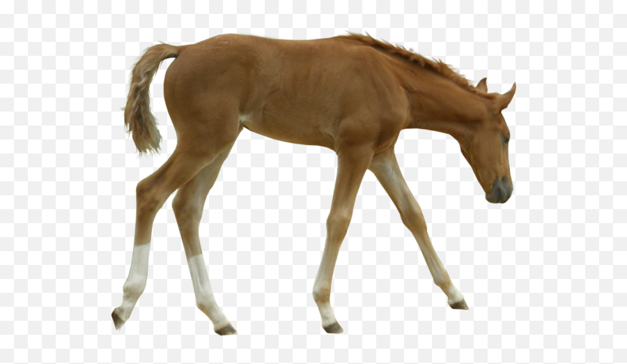 Foal Png Hd Transparent Hdpng Images Pluspng - Foal Transparent Background,Horse Running Png