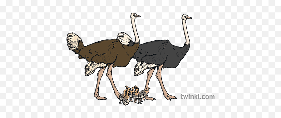 Ostrich Family Male Female Baby Bird Animal Ks1 1 - Ostrich Male And Female Drawing Png,Ostrich Icon